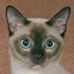 Tonkinese Color