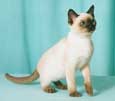 Tonkinese Photo