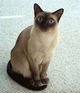 Tonkinese Photo