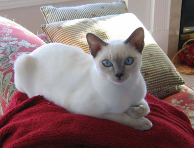 Tonkinese Photo