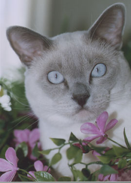 Tonkinese Photo