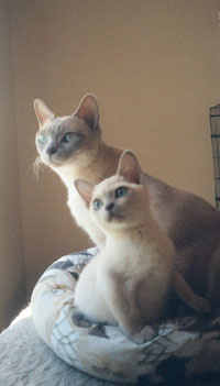 Tonkinese Photo