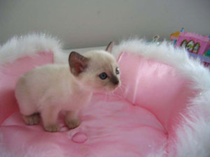 Tonkinese Photo