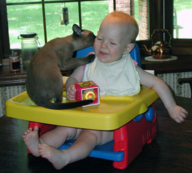 Tonkinese Photo
