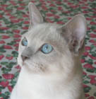 Tonkinese Cat