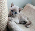 Tonkinese Kitten Photo