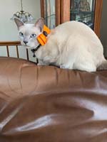 img_031