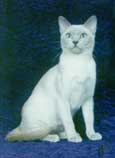 Tonkinese Photo