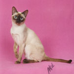 Tonkinese Kitten