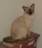 Tonkinese