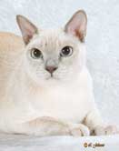 Tonkinese