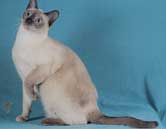 Tonkinese Photo
