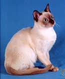 Tonkinese Photo