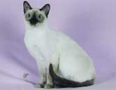 Tonkinese Cat