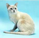 Tonkinese