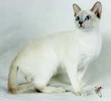 Tonkinese Photo