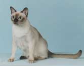 Tonkinese Photo