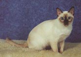 Tonkinese Photo