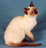 Tonkinese Photo