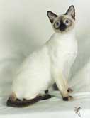 Tonkinese