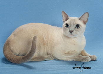 Tonkinese Best of Color