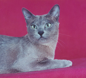 Tonkinese Photo