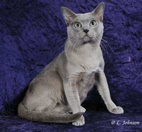 Tonkinese Photo