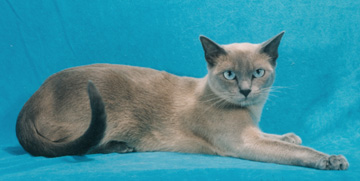 Tonkinese Photo
