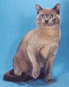 Tonkinese Photo
