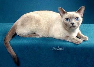 Tonkinese Photo