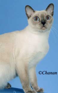 Tonkinese Photo