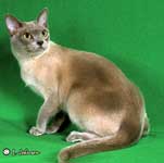 Tonkinese Cat