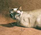 Tonkinese Photo