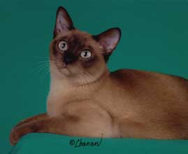 Tonkinese Photo