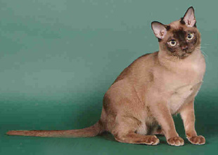 Tonkinese Photo