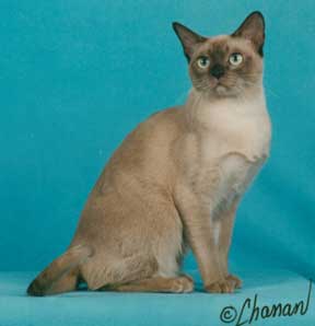 Tonkinese Photo