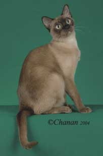 Tonkinese Photo