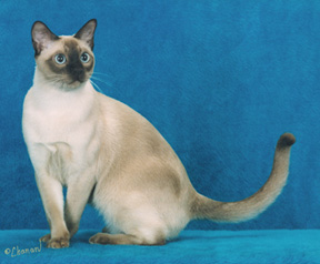 Tonkinese Photo