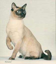 Tonkinese Photo