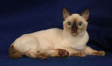 Tonkinese Photo