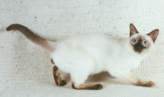 Tonkinese Point