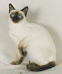 Tonkinese Photo