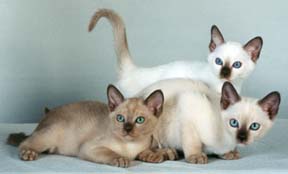 Tonkinese Color