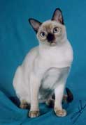 Tonkinese Photo