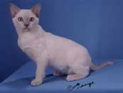 Tonkinese Kitten