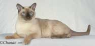 Tonkinese Photo