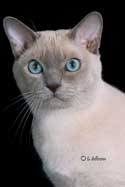 Tonkinese Cat