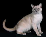 Tonkinese Cat