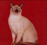 Tonkinese Photo