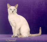 Tonkinese Photo